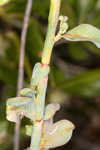 Largeleaf jointweed